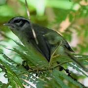 Black-eared Warbler