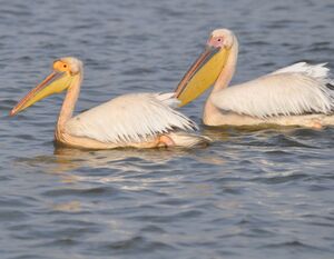 P�lican blanc 
&copy; Didier Rabos�e