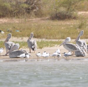 P�lican gris
