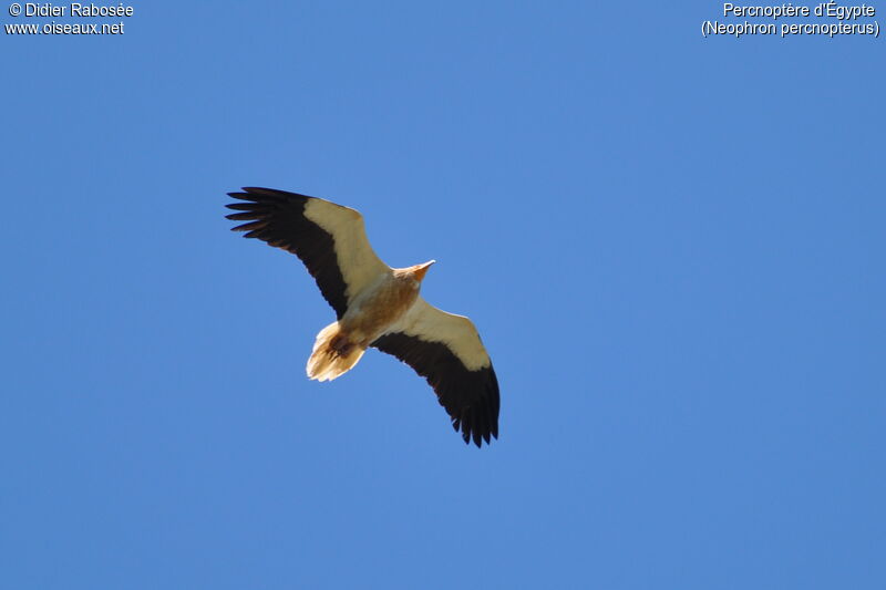 Egyptian Vultureadult, Flight