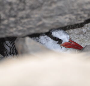 Pha�ton � bec rouge
