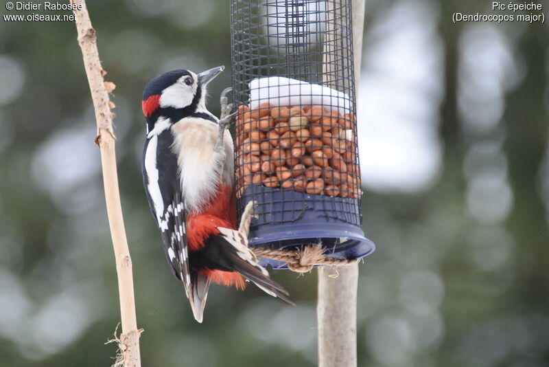 Great Spotted Woodpecker, Behaviour