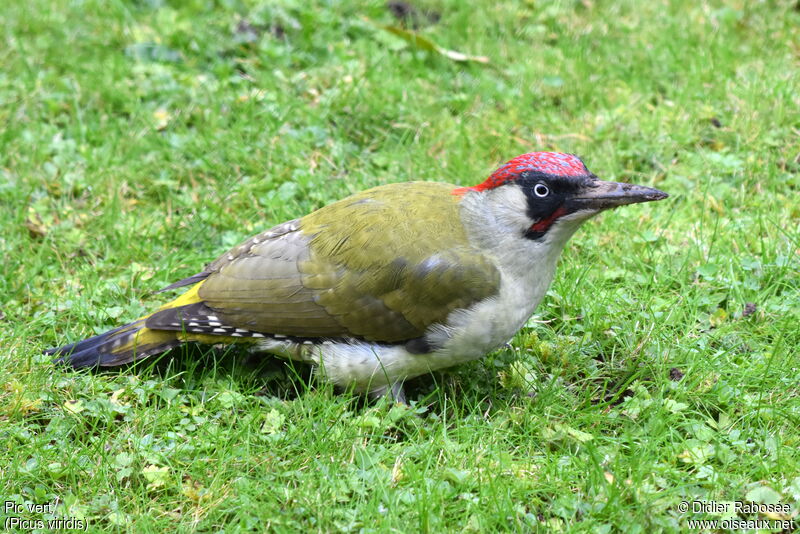 European Green Woodpecker male