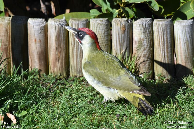 European Green Woodpecker male adult breeding