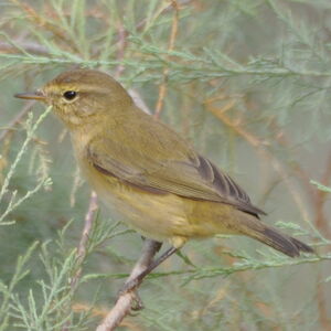 Common Chiffchaff