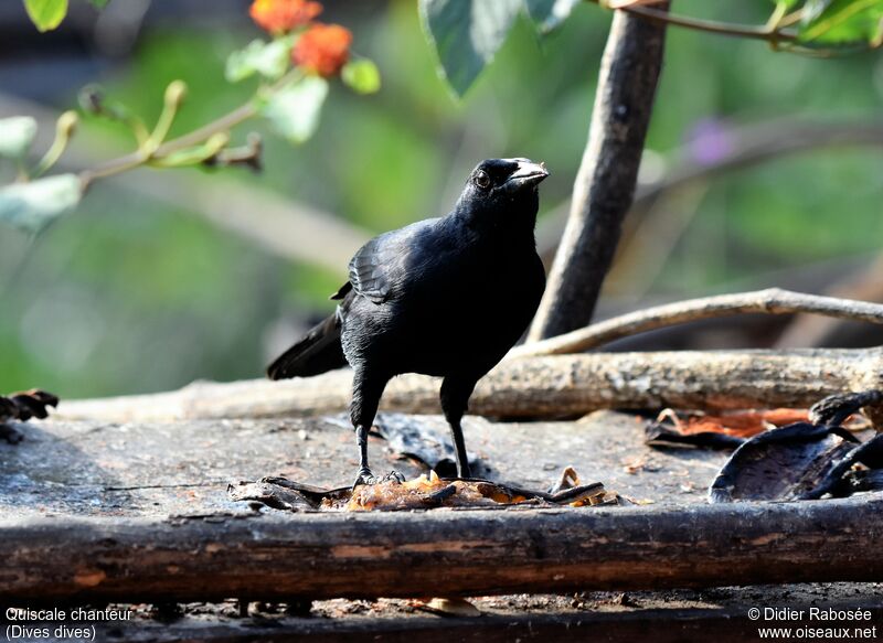 Melodious Blackbird