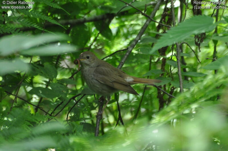 Thrush Nightingale, Reproduction-nesting
