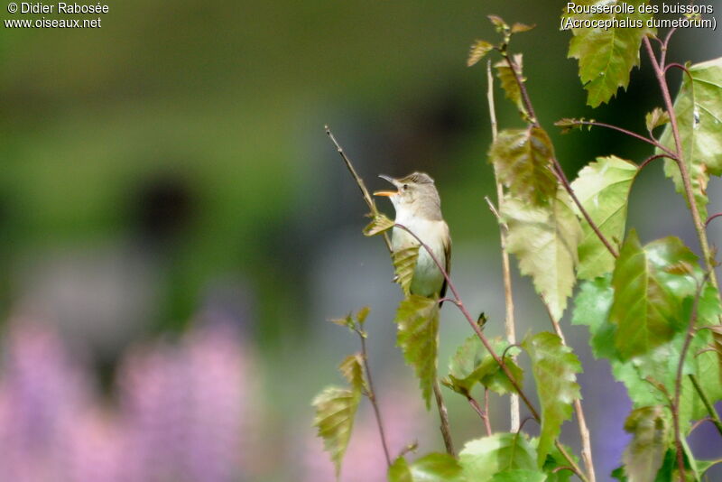 Blyth's Reed Warbler, song