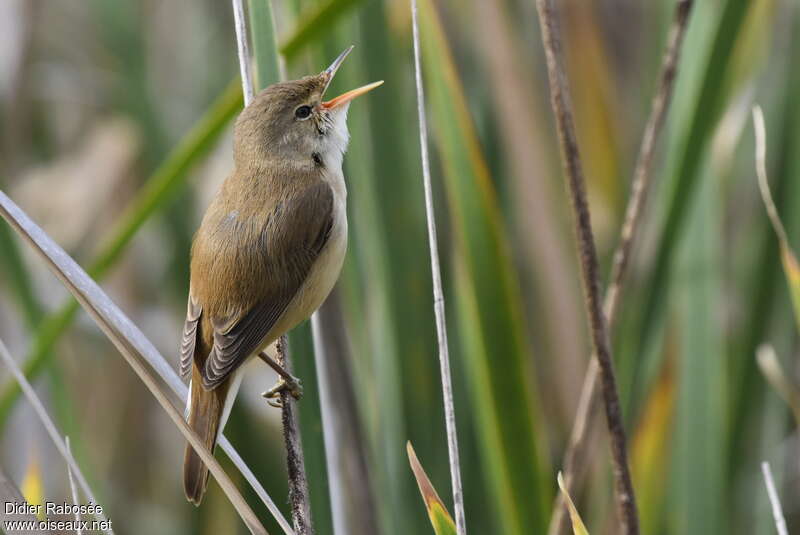 Common Reed Warbler male adult, song