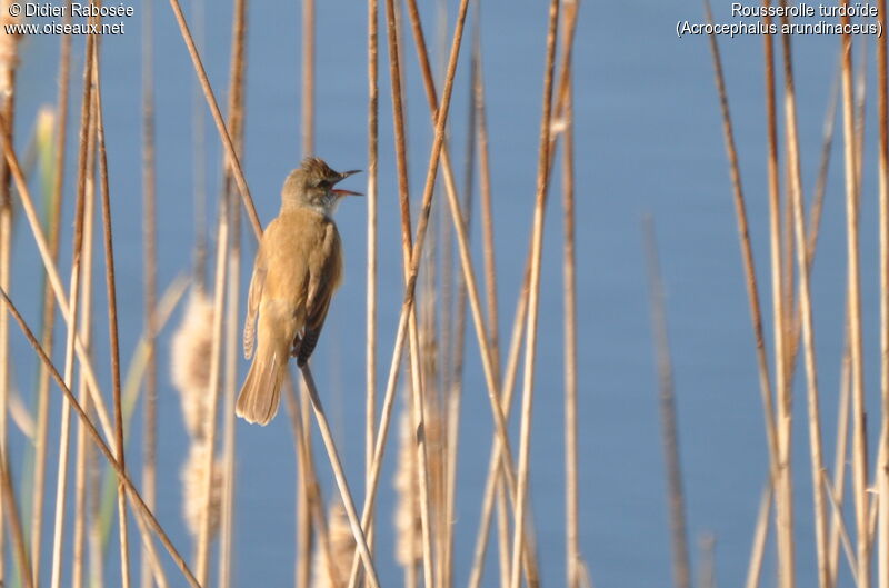 Great Reed Warbler male, song