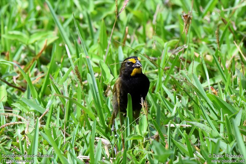 Yellow-faced Grassquit male, eats