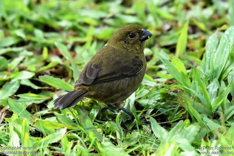 Variable Seedeater female