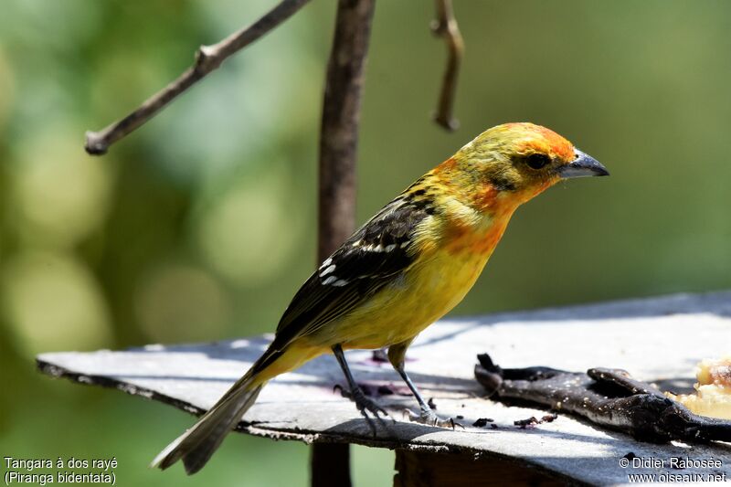 Flame-colored Tanager male, moulting, pigmentation