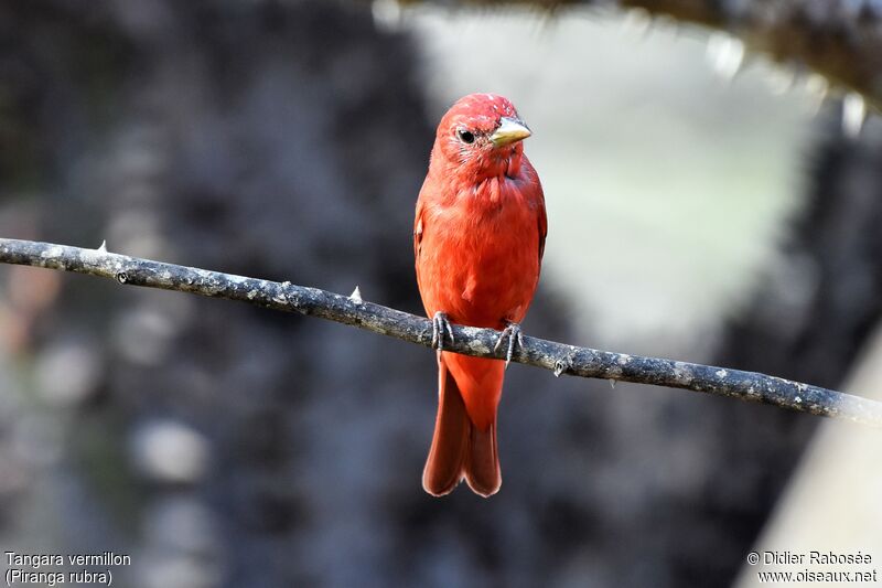 Summer Tanager male
