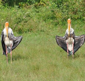 Painted Stork