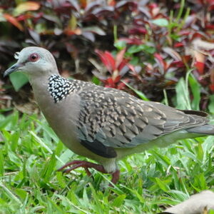 Spotted Dove