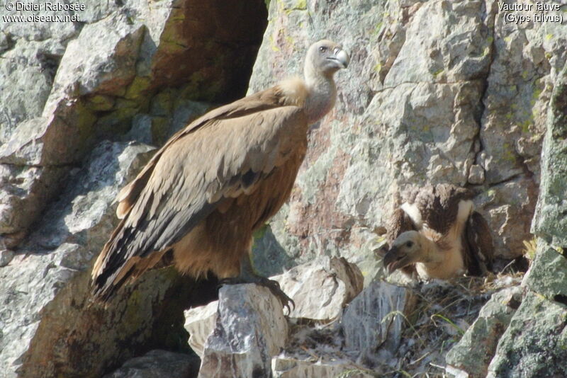 Griffon Vulture adult, Reproduction-nesting