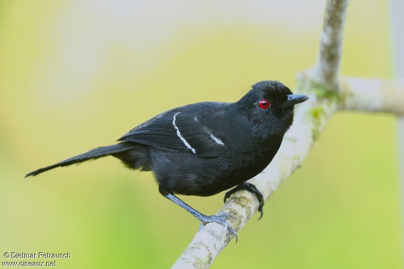White-shouldered Fire-eye male adult