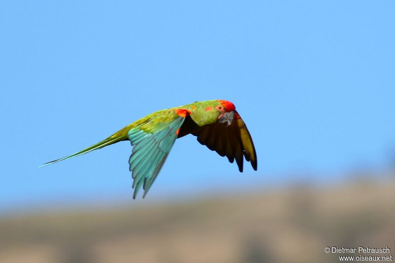 Red-fronted Macawadult, Flight
