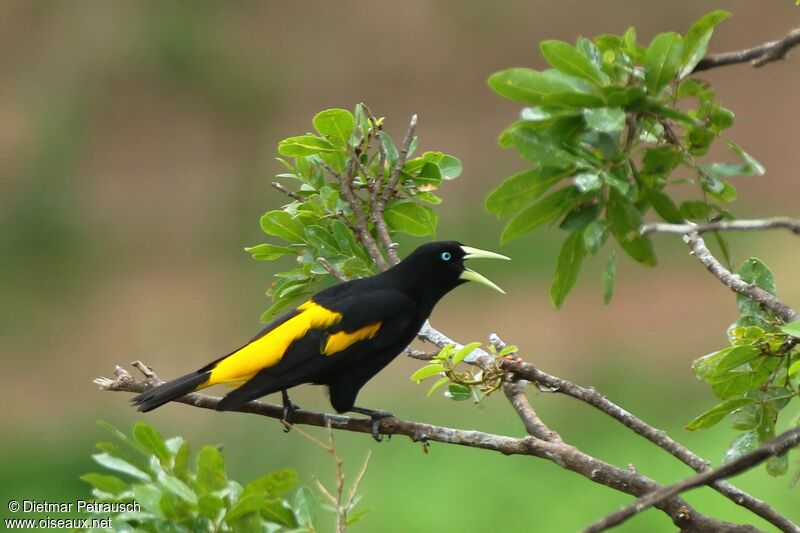 Yellow-rumped Caciqueadult, identification, song