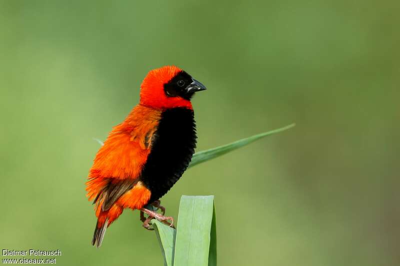 Southern Red Bishop male adult breeding, identification