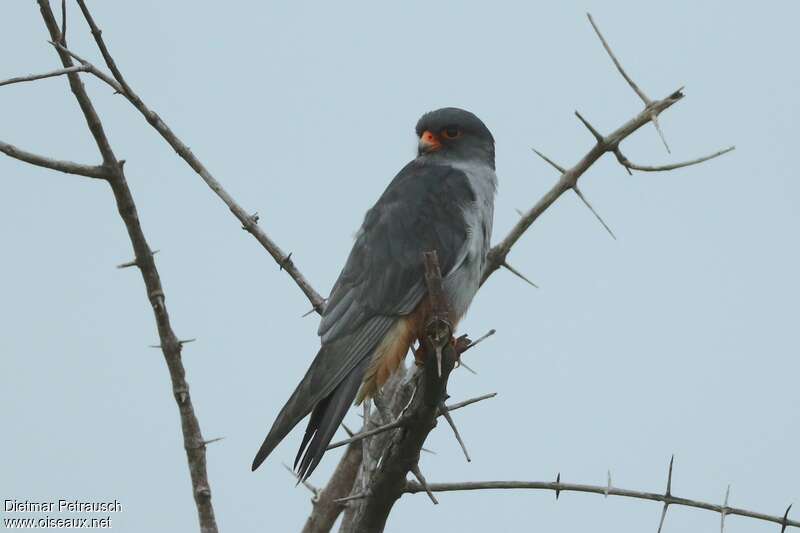 Amur Falcon male adult breeding, identification