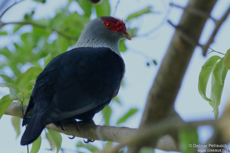 Seychelles Blue Pigeon male