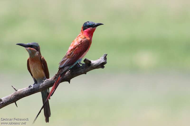 Southern Carmine Bee-eater, pigmentation