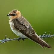 Tawny-headed Swallow