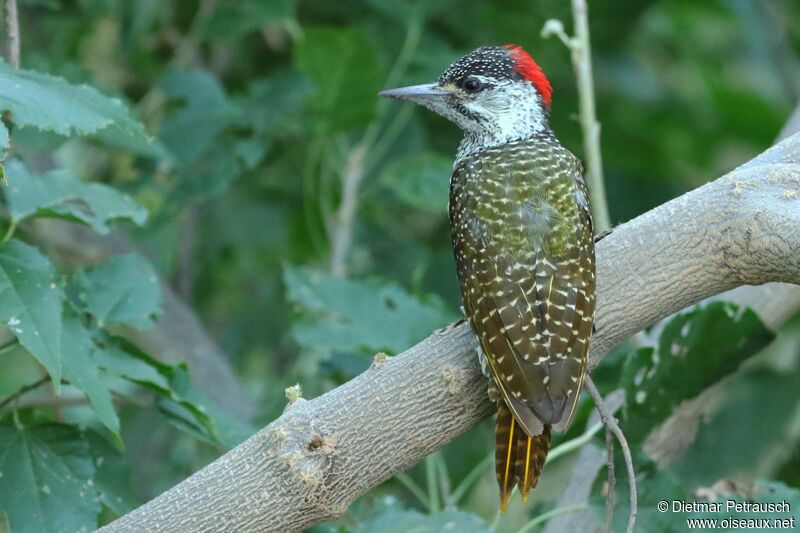 Golden-tailed Woodpecker female adult