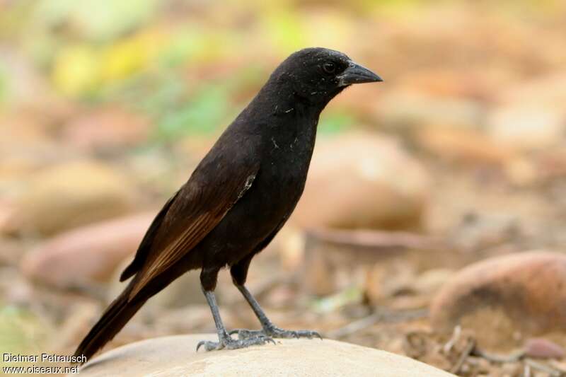 Bolivian Blackbirdadult, identification