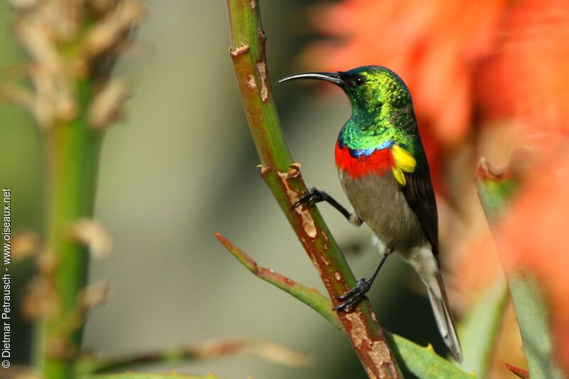Southern Double-collared Sunbird male adult breeding