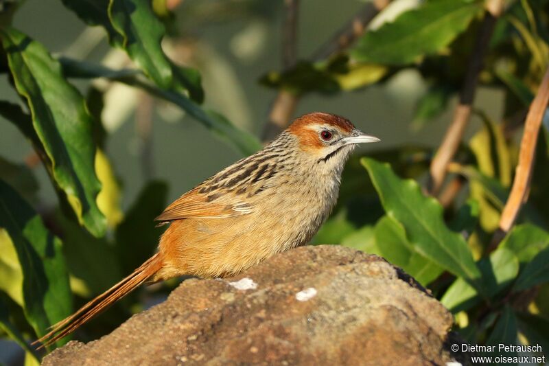Cape Grassbirdadult, identification