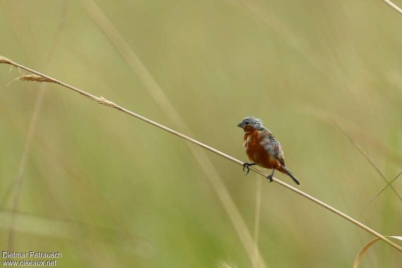 Rufous-rumped Seedeater male adult