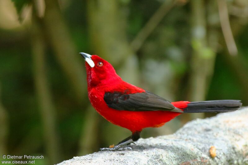 Brazilian Tanager male adult