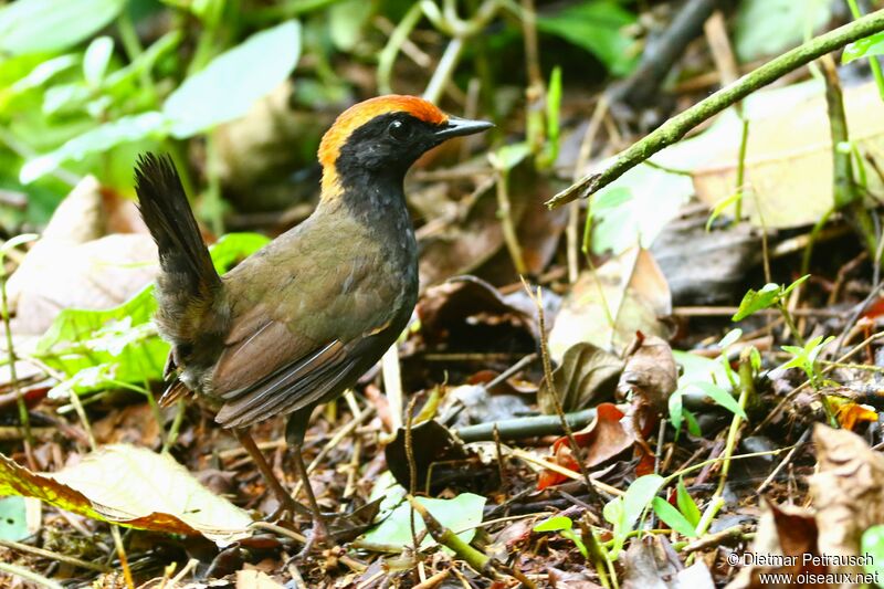 Rufous-capped Antthrushadult
