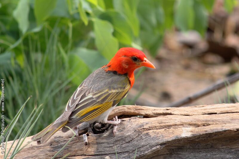 Red-headed Weaver male adult