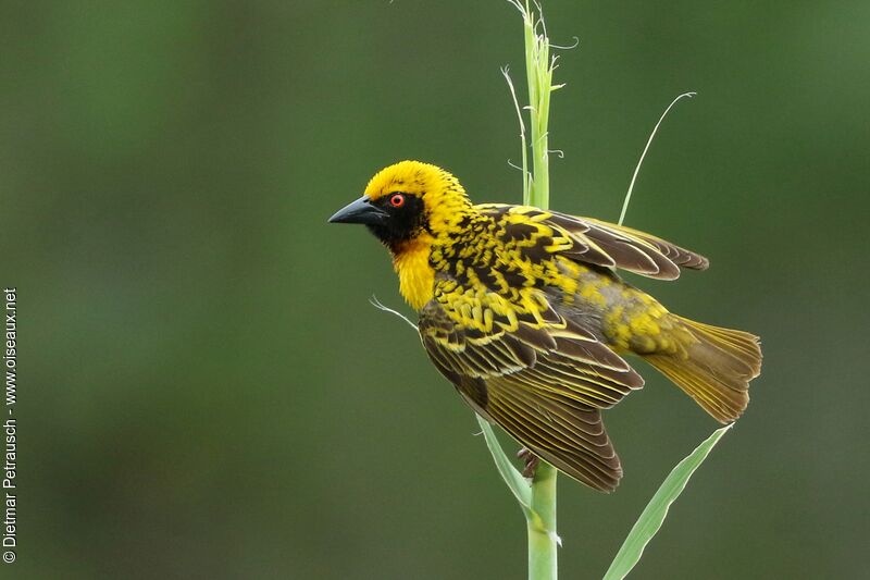 Village Weaver male adult breeding, courting display