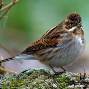 Common Reed Bunting 
&copy; Dimitri Crickillon