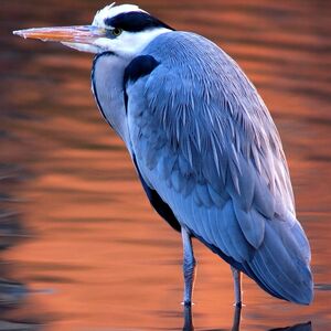 Grey Heron 
&copy; Dimitri Crickillon