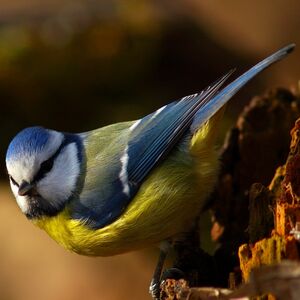 Eurasian Blue Tit