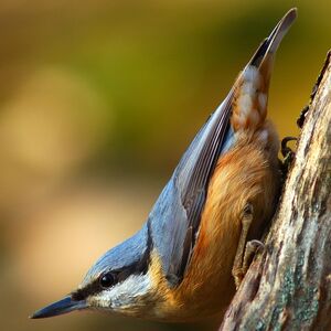 Sittelle torchepot 
&copy; Dimitri Crickillon