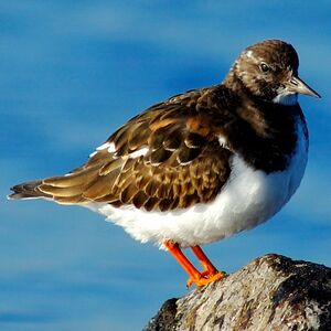 Ruddy Turnstone 
&copy; Dimitri Crickillon