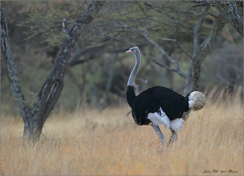 Somali Ostrich, identification