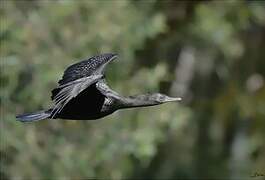 Cormoran noir