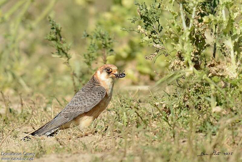 Red-footed Falcon female adult, feeding habits