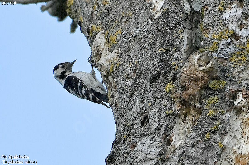 Lesser Spotted Woodpecker female, eats