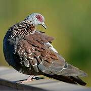 Pigeon roussard