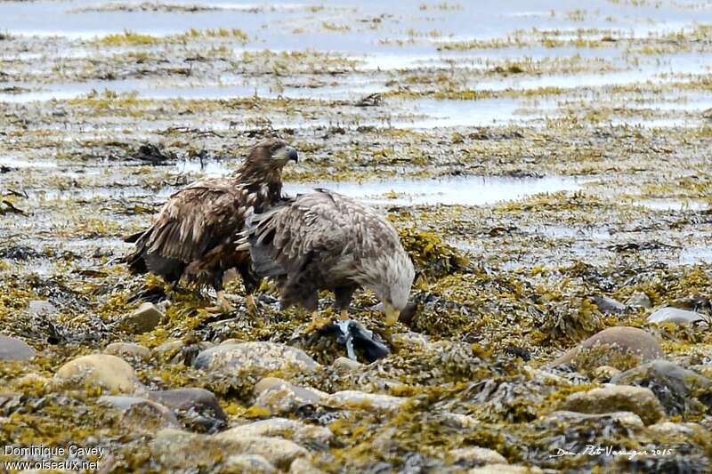 White-tailed Eagle, fishing/hunting