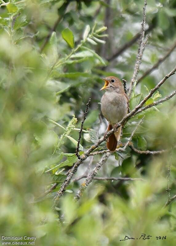 Common Nightingale male adult, habitat, song